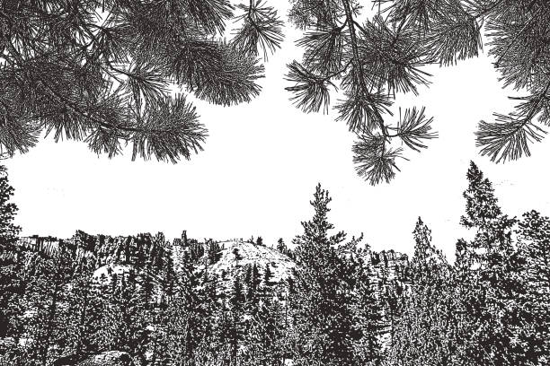 Bryce Canyon National Park and Ponderosa Pine needles background Pen and ink illustration of Bryce Canyon and Ponderosa Pine background ponderosa pine tree stock illustrations