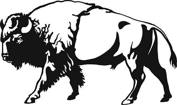 Buffalo - American Bison Bison line art buffalo stock illustrations