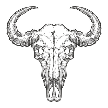 Buffalo skull sketch