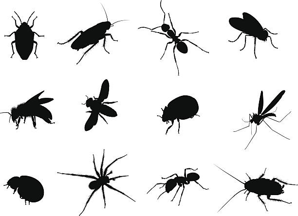 버그 흑백 벡터 일러스트레이션 실루엣 - 곤충 stock illustrations