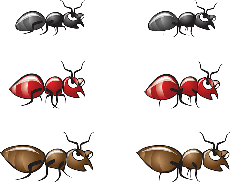 Bug Illustrations 2