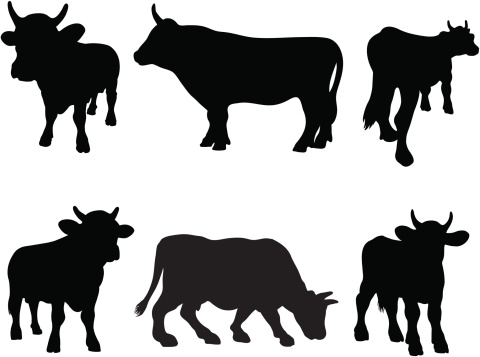Bull silhouette collection