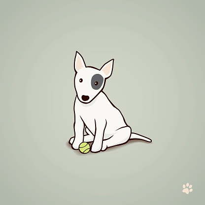 Bull Terrier puppy with tennis ball