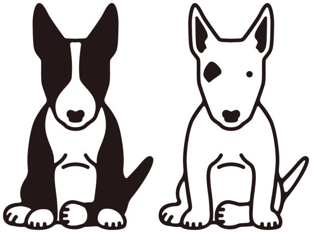 Bull terrier Bull terrier year of the dog stock illustrations