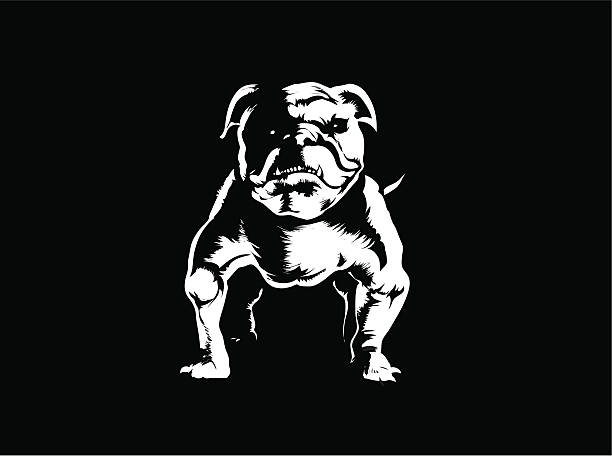 Bulldog vector art illustration