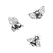 Bumblebee insect animal engraving vector illustration. Black and white hand drawn image.