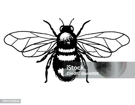 istock Bumblee Bee 1354720026