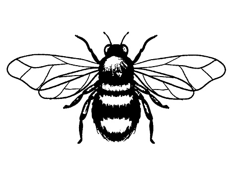 Hand drawn Bumble Bee isolated on a transparent base.
