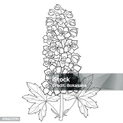 Free Download Of Larkspur Flower Tattoo Vector Graphics And Illustrations