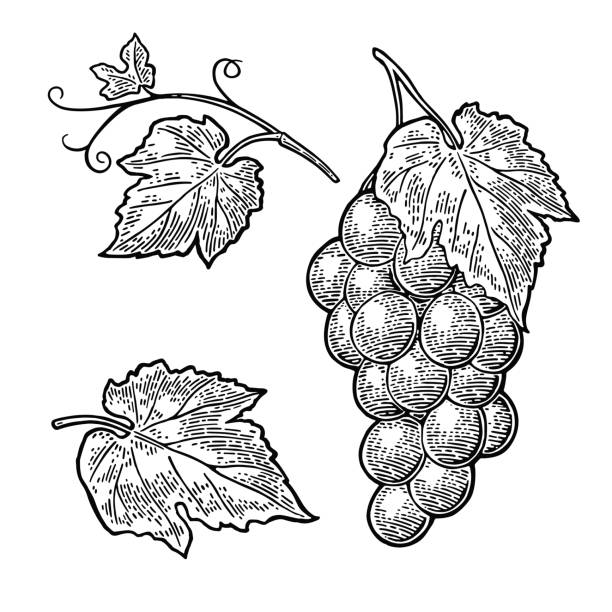 illustrations, cliparts, dessins animés et icônes de grappe de raisin avec feuilles et baies. vecteur de gravure vintage - vigne gravure