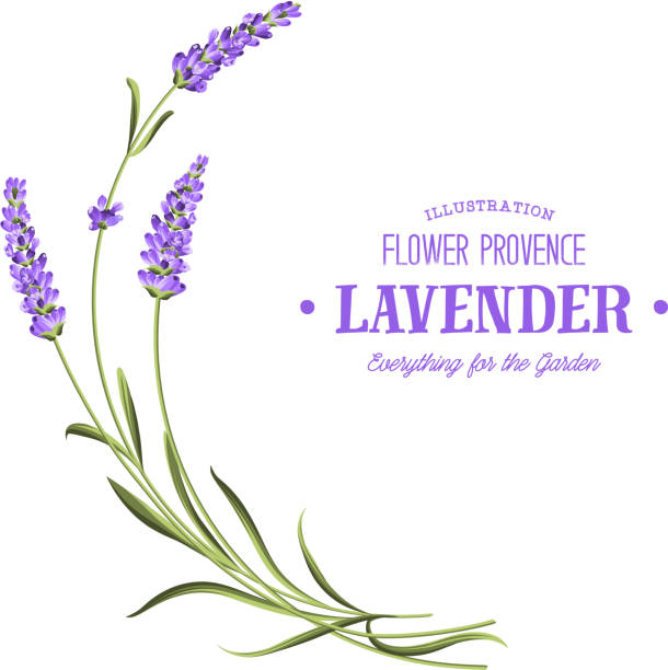 Bunch of lavender. Bunch of lavender flowers on a white background. lavender plant stock illustrations