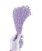 Engraving illustration of a Mans' Hand holding a bundle of lavender Hand holding a bundle of lavender