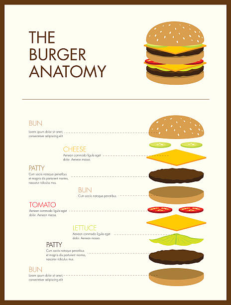 burger anatomy detailed layers of burger ingredients sandwich designs stock illustrations