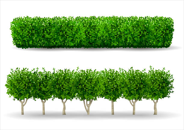 Bush in the form of a green hedge Bush in the form of a green hedge. Ornamental plant. The garden or the Park. Set of fences. Vector graphics bush stock illustrations