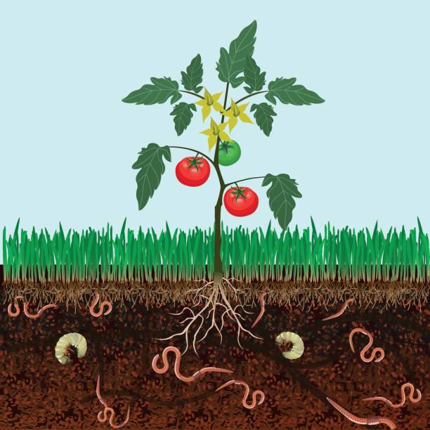bush-tomaten - querschnitt erde stock-grafiken, -clipart, -cartoons und -symbole