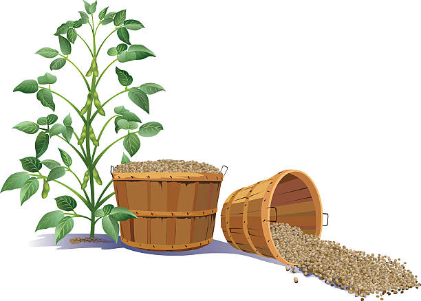 ilustrações, clipart, desenhos animados e ícones de bushels de soja - soy field
