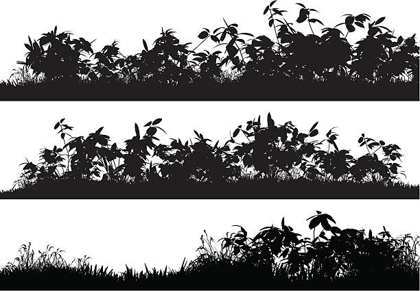 Bushes and Grass Very high detail grass and bushes. plant silhouettes stock illustrations