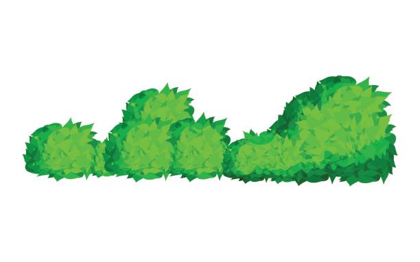 illustrations, cliparts, dessins animés et icônes de image sauvage naturelle de buissons. éléments des paysages de forêt naturelle, illustration vectorielle design plat. vert buisson - haie jardin