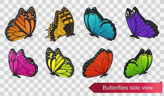 Butterflies side view isolated on transparent background. Vector illustration