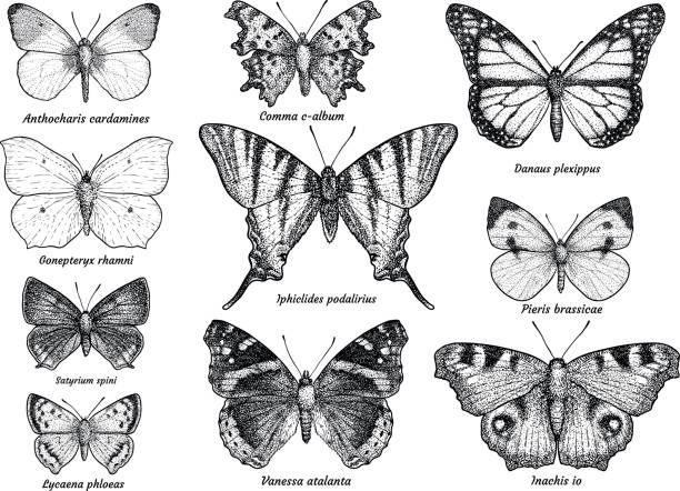 ilustraciones, imágenes clip art, dibujos animados e iconos de stock de colección, ilustración, dibujo, grabado, tinta, línea arte, vector de la mariposa - mariposa monarca