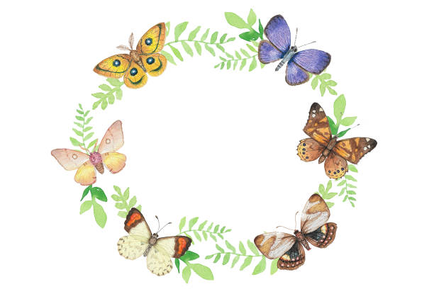 Butterfly Frame Watercolor illustration of a circular frame with colorful butterflies, moths and leaves. butterfly flower stock illustrations