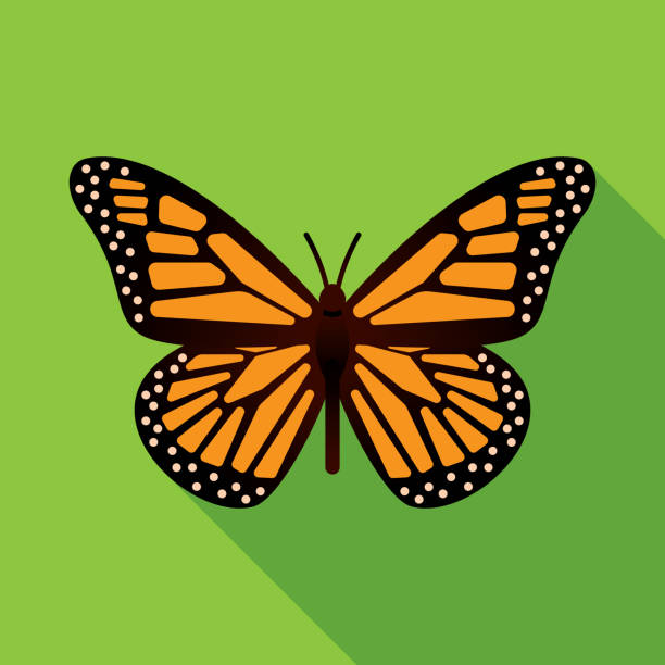 ilustraciones, imágenes clip art, dibujos animados e iconos de stock de icono de la mariposa plana - mariposa monarca