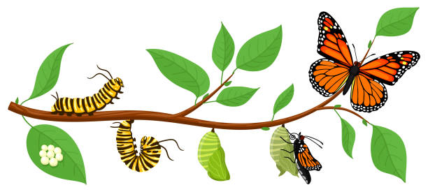 ilustraciones, imágenes clip art, dibujos animados e iconos de stock de ciclo de vida de las mariposas. insectos oruga de dibujos animados metamorfosis, huevos, larva, pupa, imago etapas ilustración vectorial. transformación de la vida silvestre de los insectos - mariposa monarca