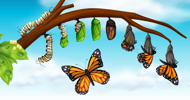 ilustrações, clipart, desenhos animados e ícones de um ciclo de vida de borboleta - lagarta