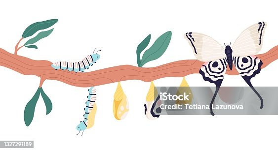 istock Butterfly metamorphosis. Growth process and life cycle from caterpillar to butterflies. Larva, pupa in cocoon and imago stage vector concept 1327291189