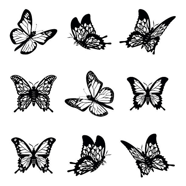 Best Monarch Butterfly Illustrations, Royalty-Free Vector Graphics ...