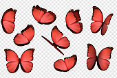 Butterfly vector. Red isolated butterflies. Insects with bright coloring on transparent background