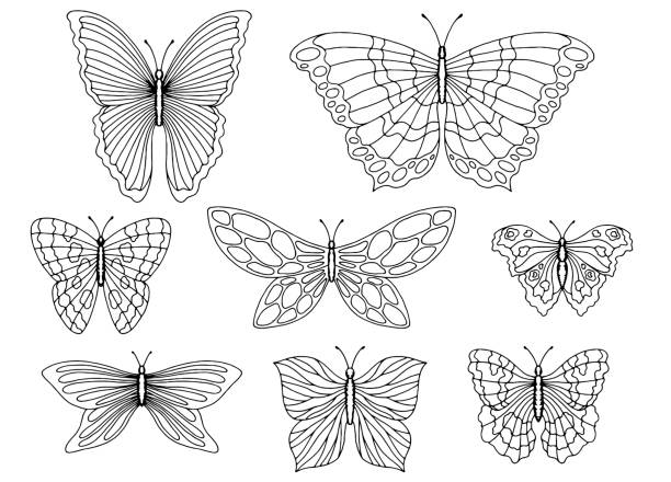 Butterfly set graphic black white isolated sketch illustration vector Butterfly set graphic black white isolated sketch illustration vector butterfly coloring stock illustrations