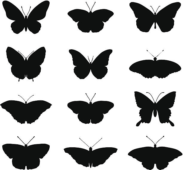 ilustraciones, imágenes clip art, dibujos animados e iconos de stock de siluetas mariposa - mariposa monarca