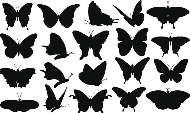 butterfly set of different butterflies isolated butterfly insect illustrations stock illustrations