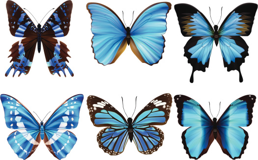 Butterfly - Vector Illustration