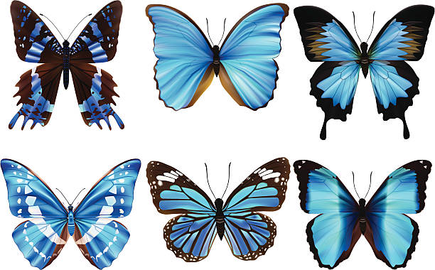 Beauty Butterfly Icon Design Vector Art At Vecteezy