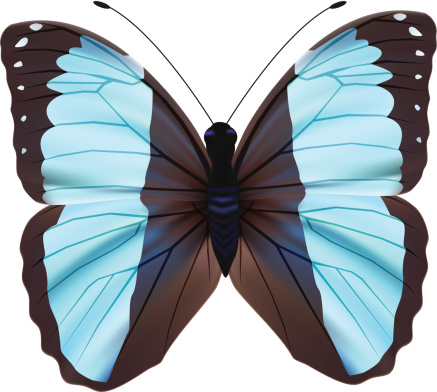 Butterfly - Vector Illustration