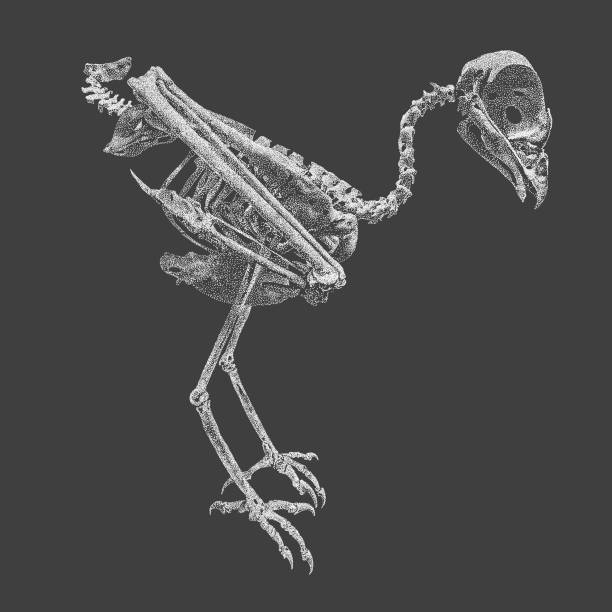 illustrations, cliparts, dessins animés et icônes de squelette de buse - squelette oiseau