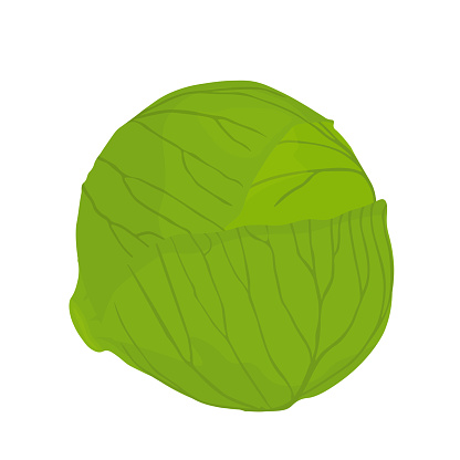 Cabbage vector stock illustration.
