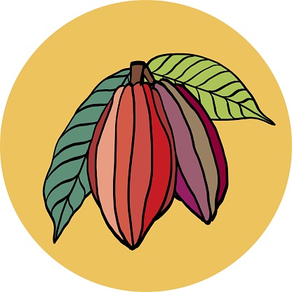 Cacao pod freehand drawing on colorful background. Vector illustration.