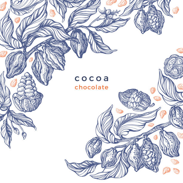 Cacao texture plant. Vector graphic bean. Bio food Cacao texture plant. Vector graphic bean, branch. Art hand drawn botanical illustration on white background. Organic chocolate, aroma drink, natural food. Vintage engraved sketch chocolate designs stock illustrations
