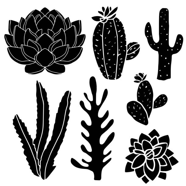 Cacti, succulents, potted plants Cacti hand drawn black silhouettes set, succulents, houseplants isolated on white background cactus icons stock illustrations