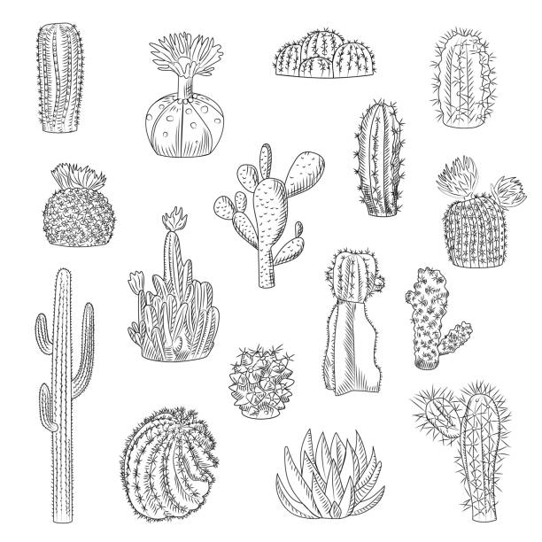 Cactus collection isolated on light background in hand drawn style. Set of wild cacti in sketch style. Succulent desert plants. Cactus collection isolated on light background in hand drawn style. Set of wild cacti in sketch style. Succulent desert plants. Engraving vintage. Vector illustration. cactus drawings stock illustrations