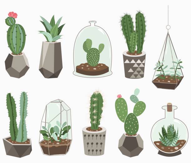 Cactus Collections A vector illustrations of Cactus Collections. 10 different cactus potted elements. cactus drawings stock illustrations