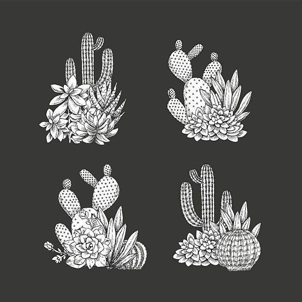 Cactus compositions. Sketchy style illustration. Succulent collection. Vector illustration EPS 8 cactus drawings stock illustrations