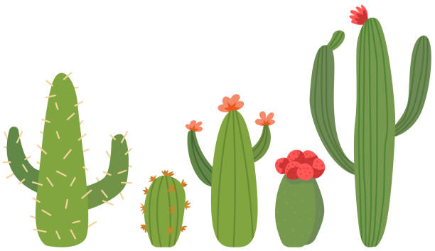 Cactus Flower Vector Cute Cartoon Set of cactus icon in vector. desert area icons stock illustrations