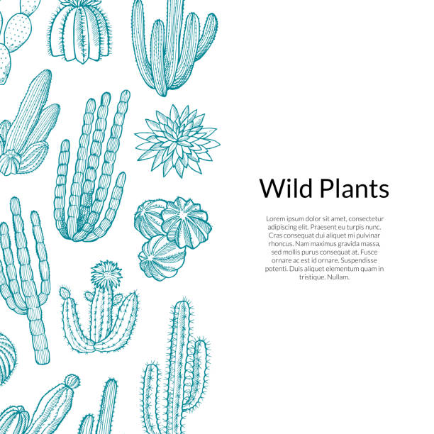 Cactus Pattern. Vector hand drawn wild cacti plants Vector hand drawn wild cacti plants background with place for text illustration cactus icons stock illustrations