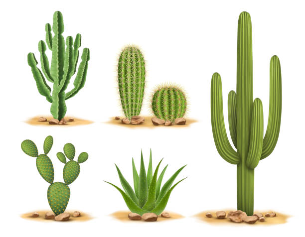 Cactus plants set of desert among sand and rocks Realistic vector illustration isolated on white background desert area stock illustrations