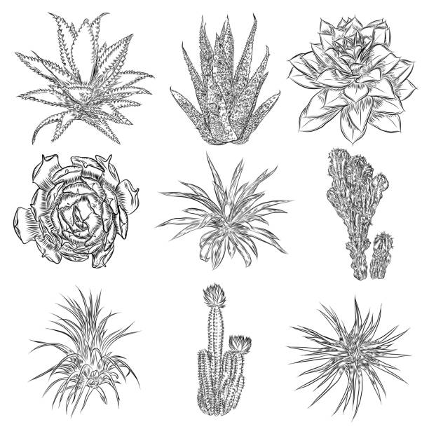Air Plant Illustrations, Royalty-Free Vector Graphics & Clip Art - iStock