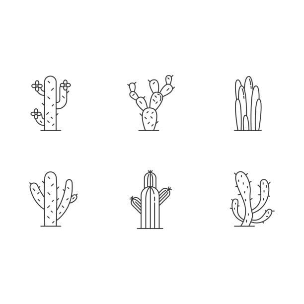 Cactuses pixel perfect linear icons set. American desert plants with fleshy trunks. Family Cactaceae. Customizable thin line contour symbols. Isolated vector outline illustrations. Editable stroke Cactuses pixel perfect linear icons set. American desert plants with fleshy trunks. Family Cactaceae. Customizable thin line contour symbols. Isolated vector outline illustrations. Editable stroke cactus icons stock illustrations